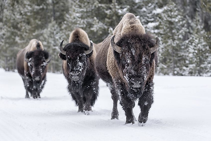 What's the Between a Buffalo and Bison? - WorldAtlas