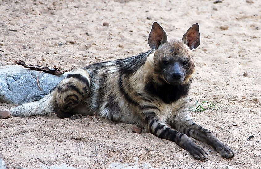 10 Animals Native to Egypt - WorldAtlas 10 Animals Native to Egypt - WorldAtlas