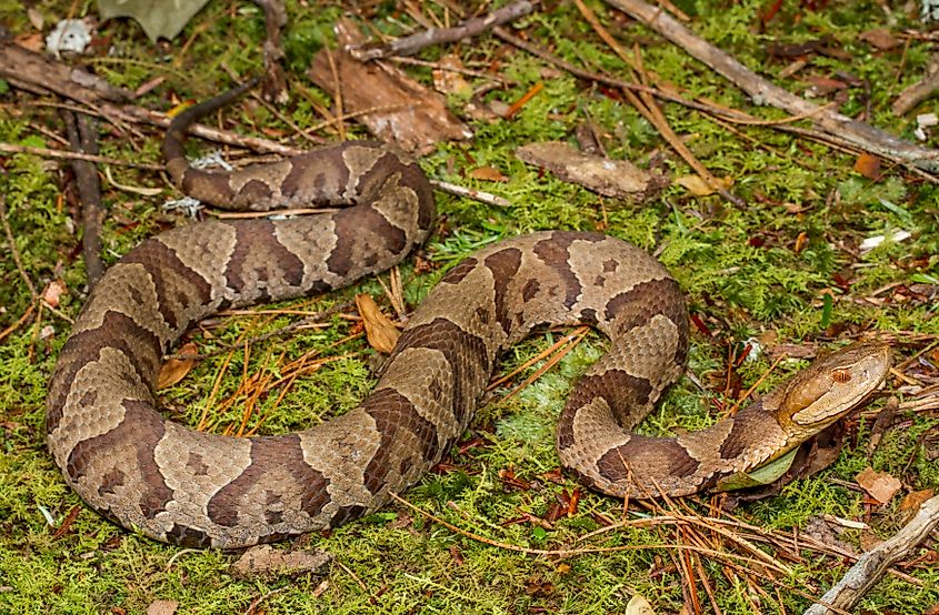 Northern Copperhead.