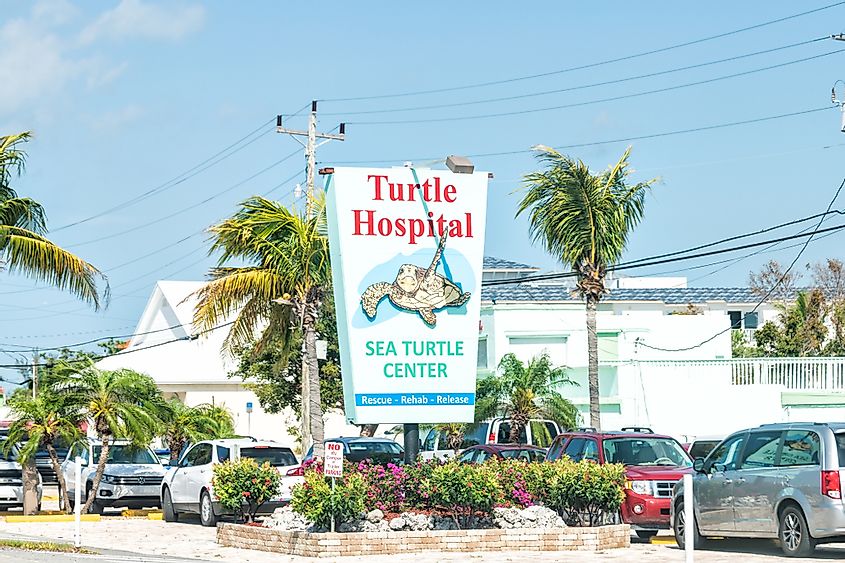 Turtle Hospital, Sea center, clinic for wild animals, wildlife on overseas highway road, street, US1 route with cars, parking lot in Florida keys, key