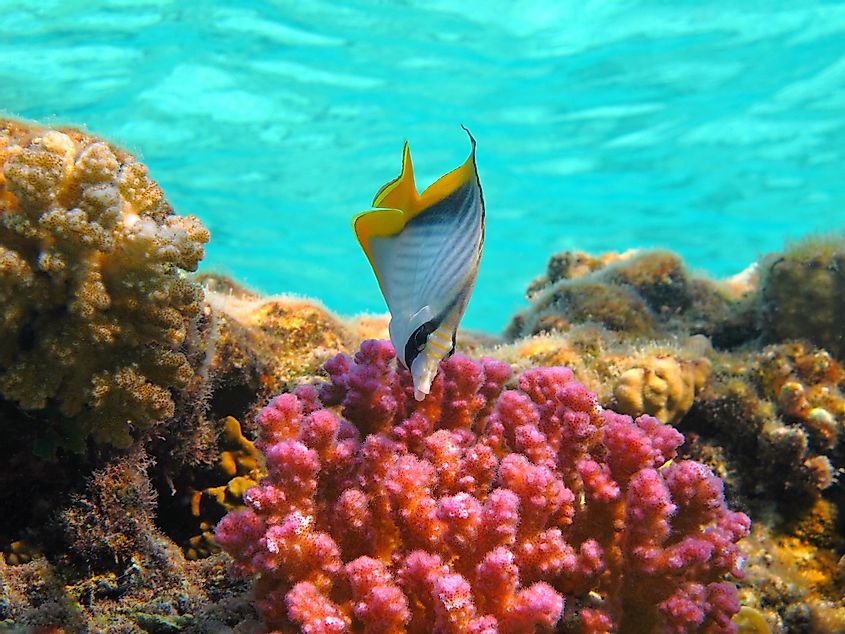 marine life gulf of aqaba
