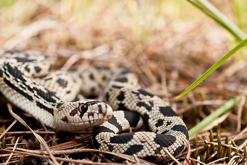 Northern Pine Snake