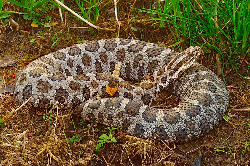 An Eastern Massasauga Rattlesnake in wet, grassy habitat.
