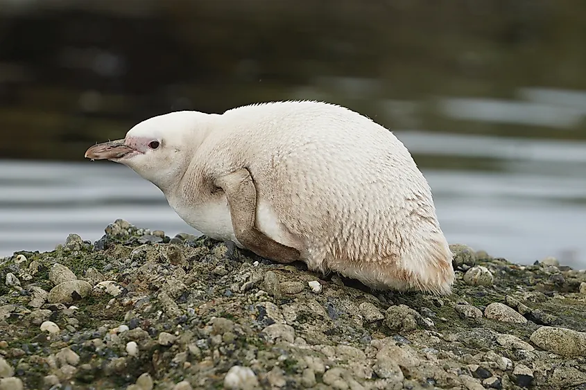 Rare Albino Magellanic Penguin in Tuckers Islets, Patagonia