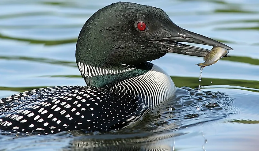 Common Loon (Gavia immer) fishing