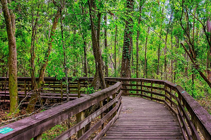 A boardwalk winds through upland forest designated as an Alabama Treasure Forest by the Alabama Forestry Commission at Weeks Bay Reserve, in Fairhope, Alabama.