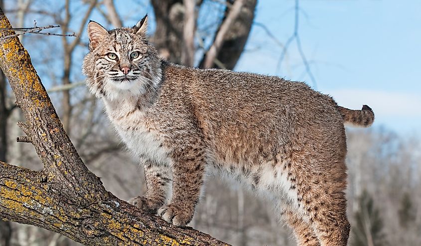 Bobcat (Lynx rufus) stands on a branch