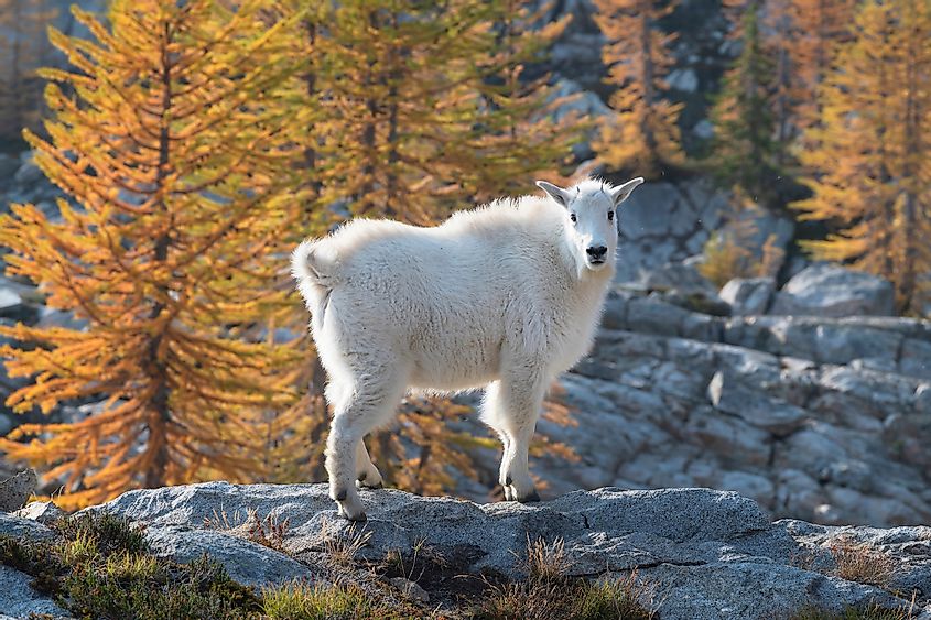 Mountain goat in the North Cascades National Park, Washington.