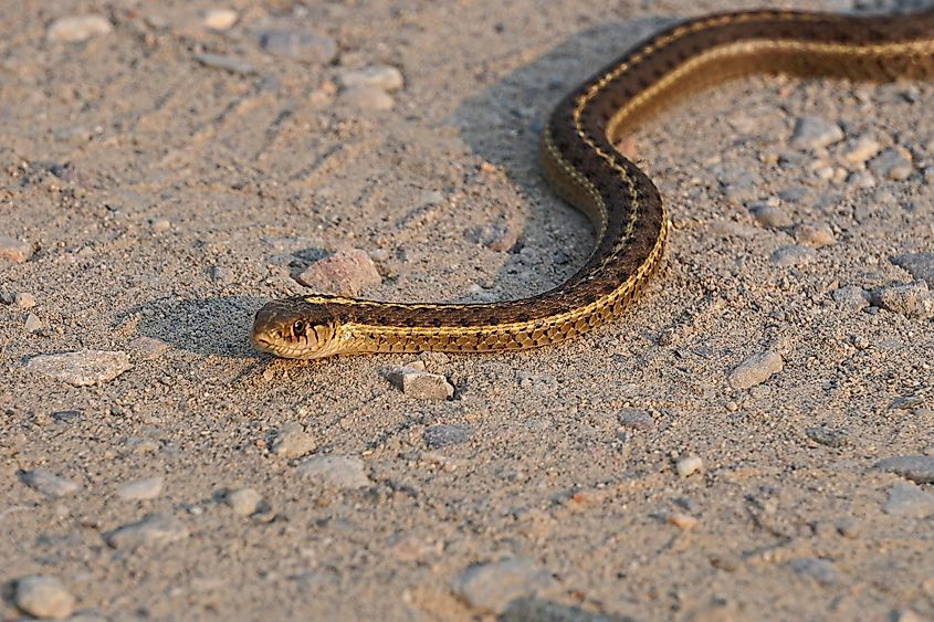 A common garter snake on a dirt road.