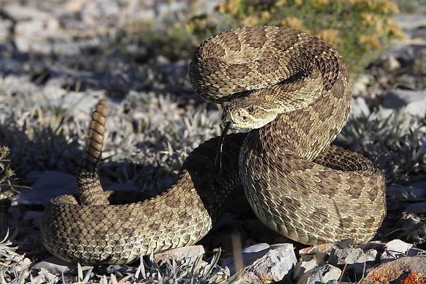 A prairie rattlesnake getting ready to strike