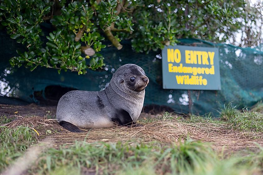 A young sea lion rests on the grass near a sign reading No Entry Endangered Wildlife.