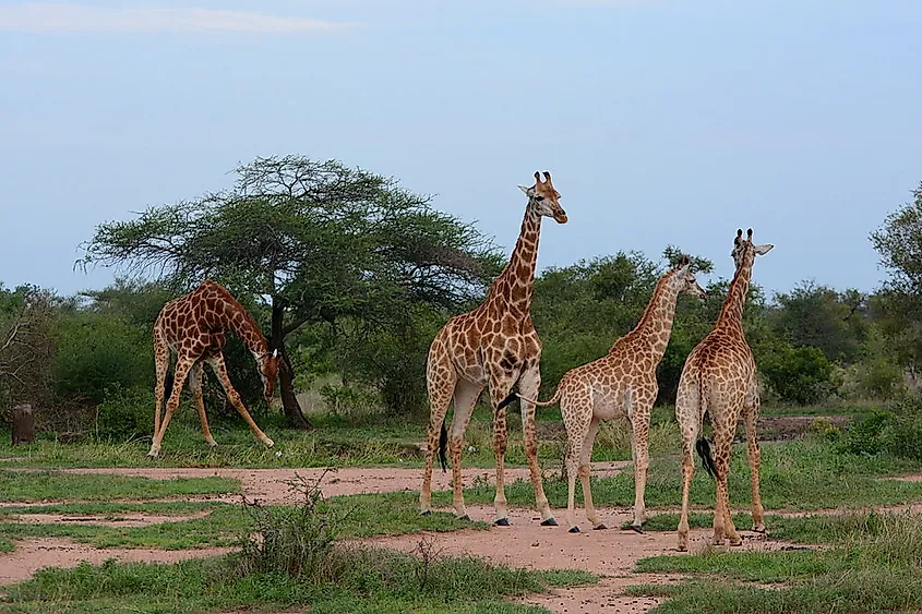 Giraffe in Kruger National Park in South Africa, a popular tourist destination in the country.