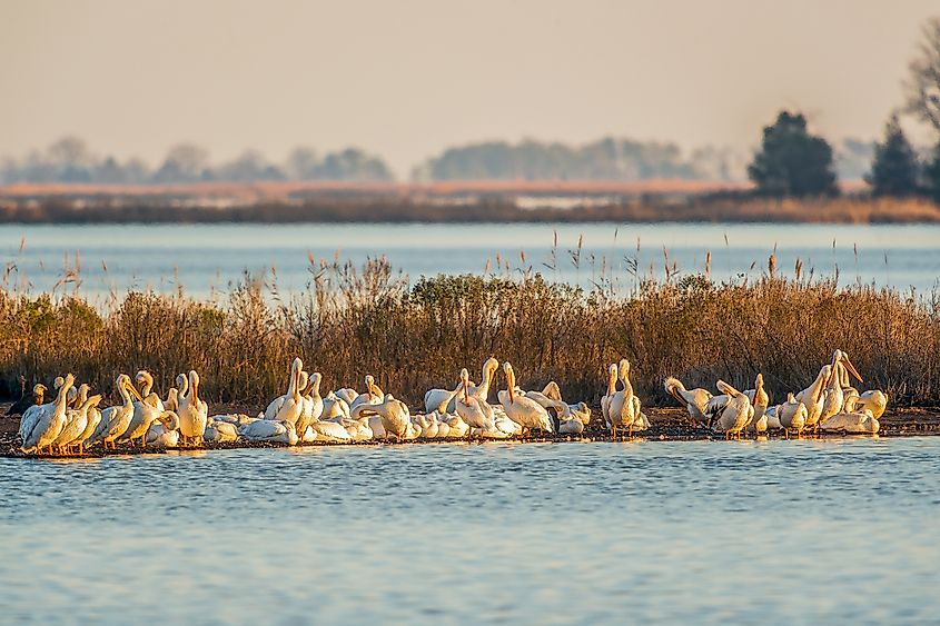 American White Pelicans in Blackwater National Wildlife Refuge, Maryland.