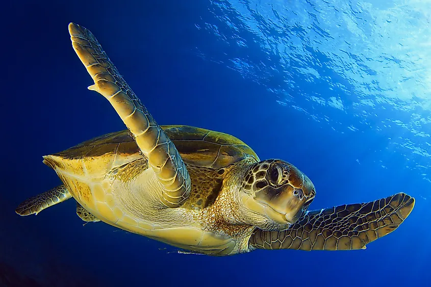 A sea turtle swimming in clear ocean water.