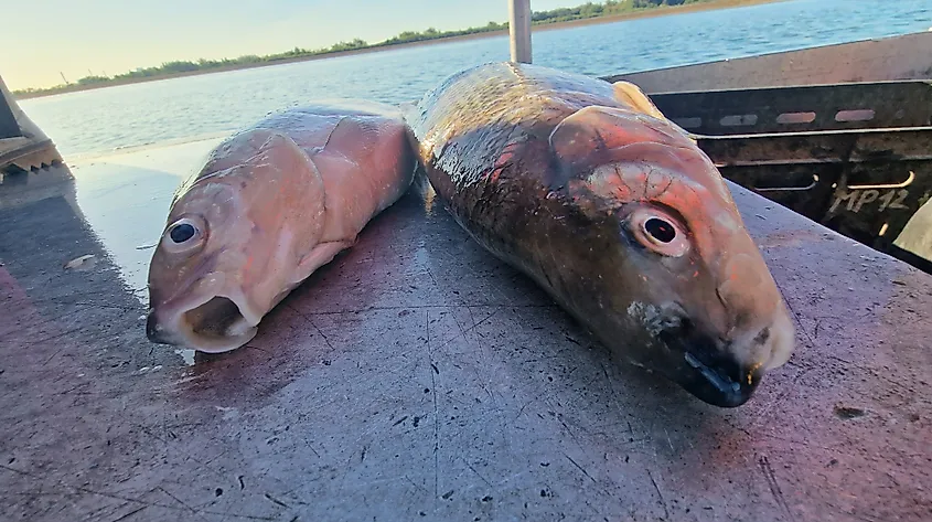 Coregonus is a genus of freshwater fish in the salmon family (Salmonidae), commonly known as whitefish