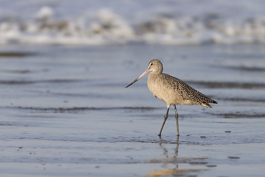 Marbled godwit on a beach in Morro Bay, California. 
