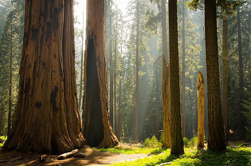 Kings Canyon & Sequoia National Park - California forest with tall, enormous trees, hiking trails, and natural wilderness in the USA.