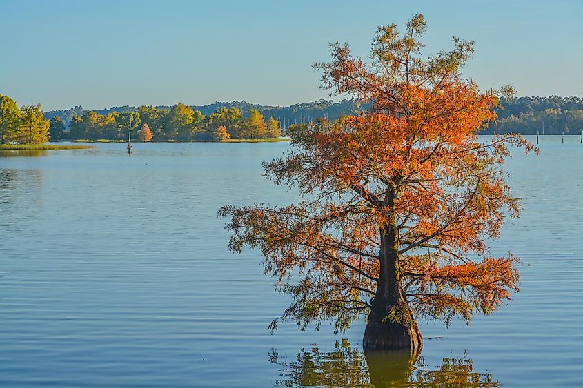 Lake D'Arbonne 