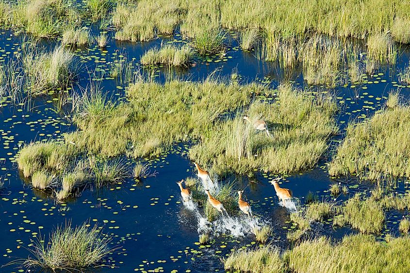 Okavango River