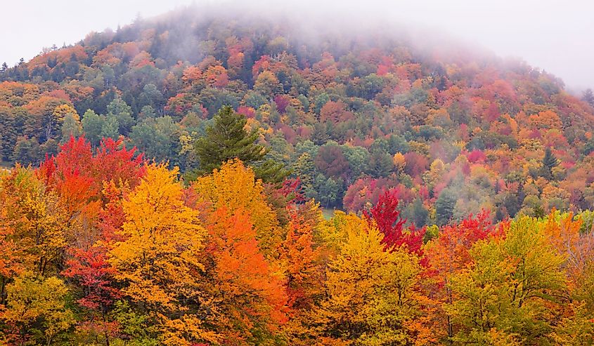 Разноцветная осенняя листва в зеленых горах, долина реки Мэд.