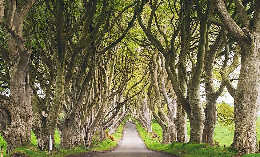 Dark Hedges