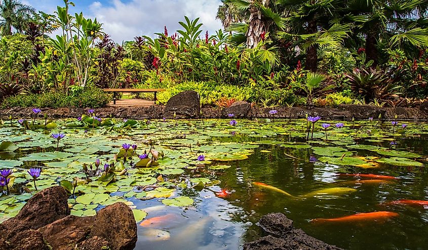 Beautiful tropical waterfall in Waimea Valley park on Oahu island