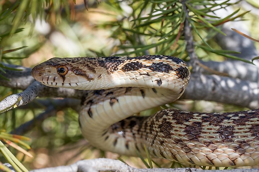 Close-up of a Great Basin gopher snake.