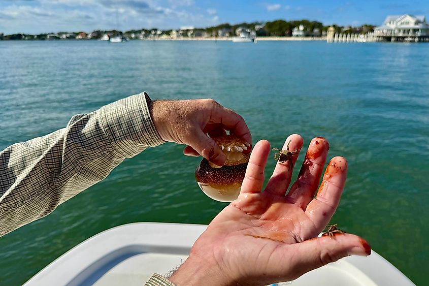 Captain Zach St Augustine marine biology Image credit Bryan Dearsley