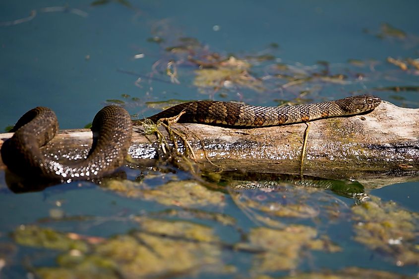 Northern water snake basking on a log in the pond.