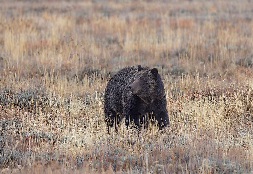 Grizzly Bear in Grand Teton National Park, Wyoming.
