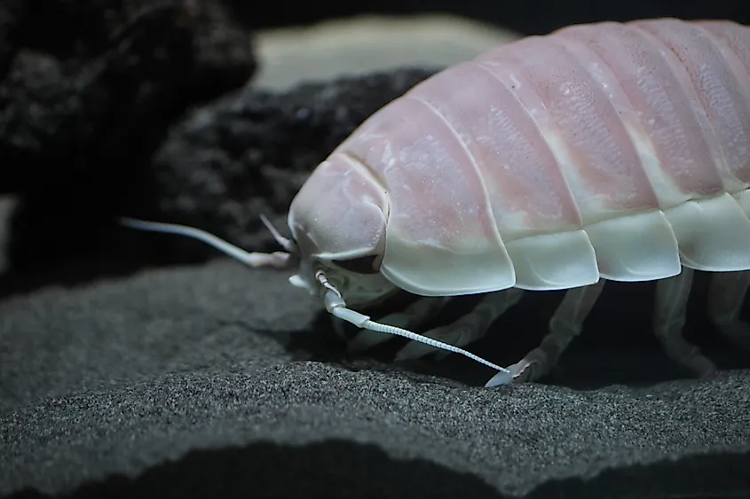 Giant Isopod (Bathynomus giganteus) in Japan.