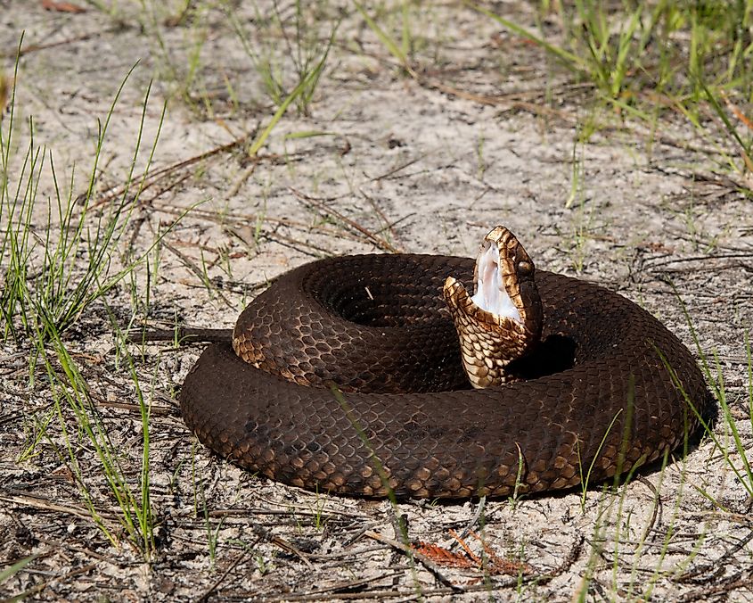 Cottonmouth exposing its white mouth.