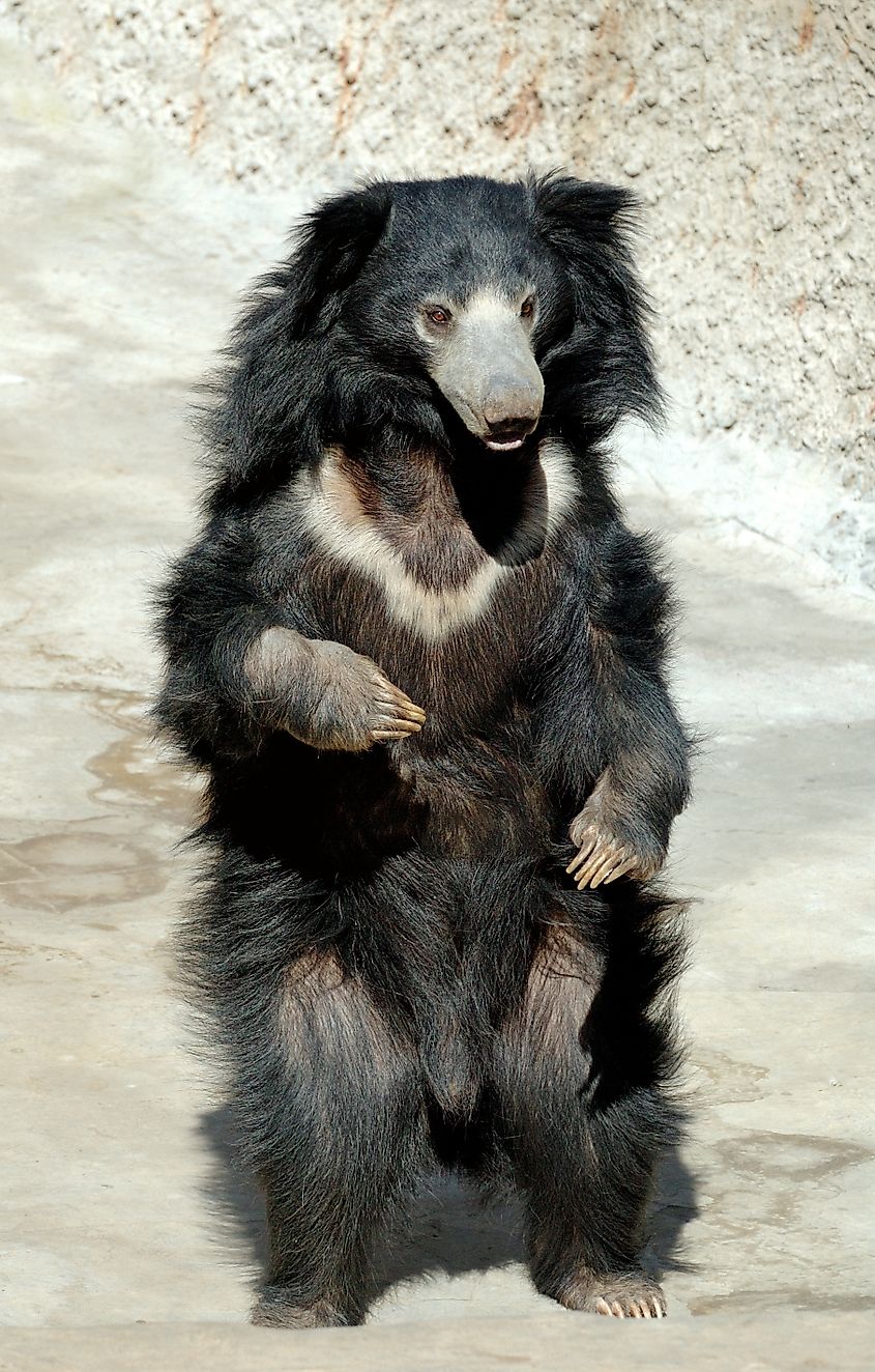Sloth bear