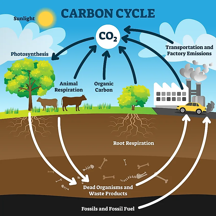 Carbon cycle