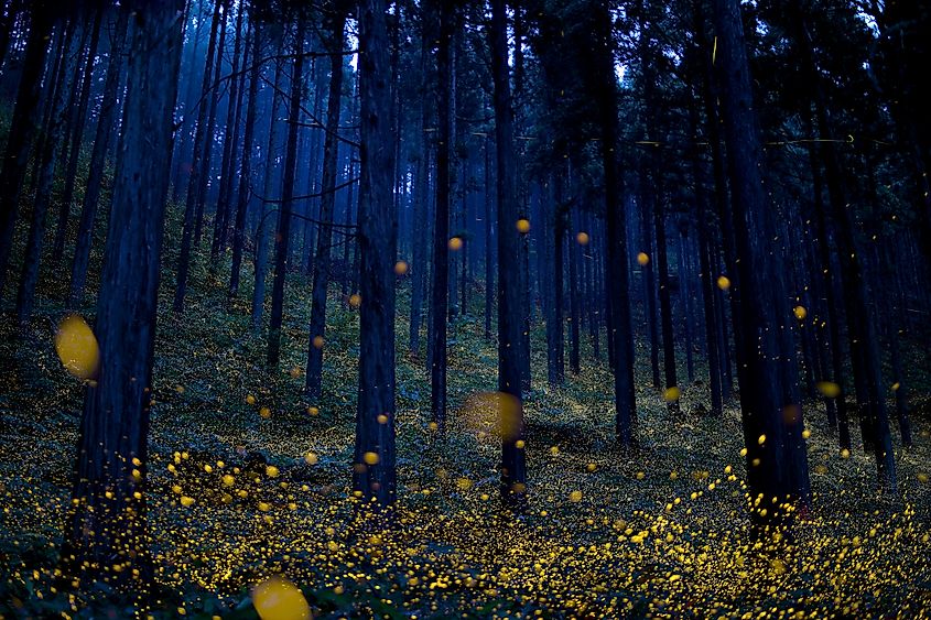 Fireflies in a forest in Japan.