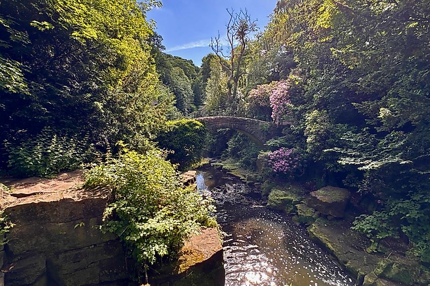 Jesmond Dene is a green oasis in Newcastle. Image credit: Bryan Dearsley