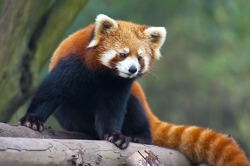 red panda Kanchenjunga National Park