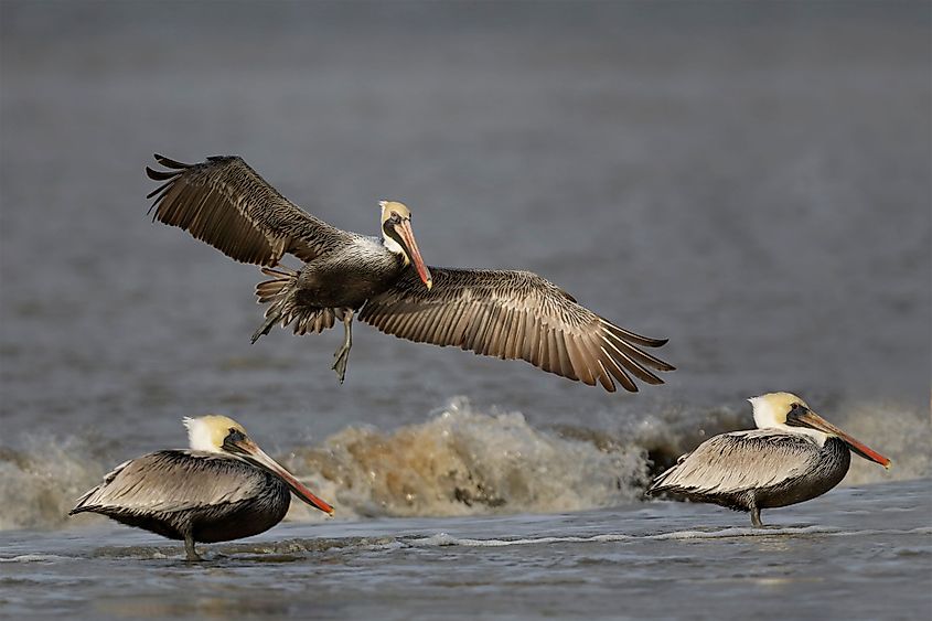 Brown Pelican in Jekyll Island, Georgia