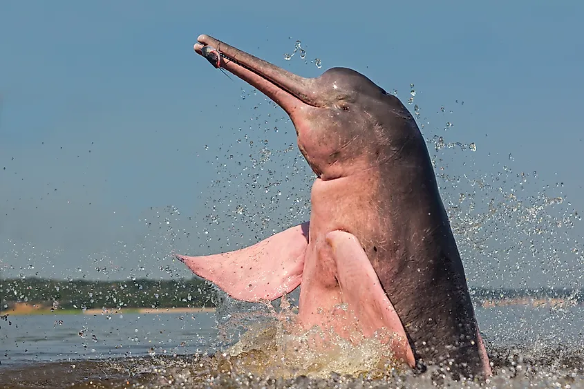 Meet The Conservationist Saving The Rare Pink Dolphins Of Brazil S Araguaia River From Illegal Fishing And Damming Worldatlas