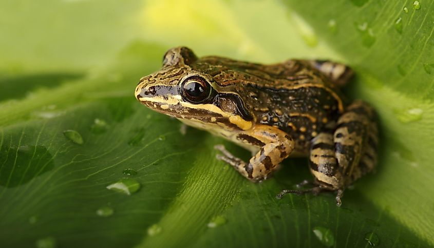 Coqui frog, Puerto Rico