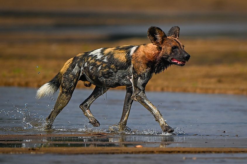 An African wild dog walking in a river.