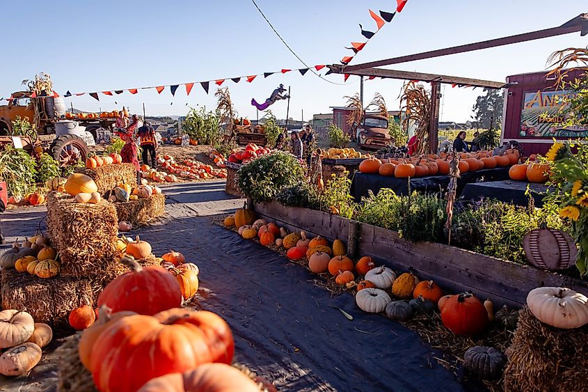Andreotti Family Farm in Half Moon Bay, California.