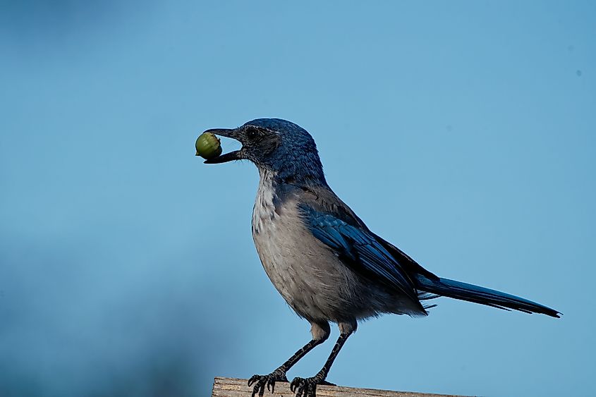 A closeup shot of a Florida scrub jay