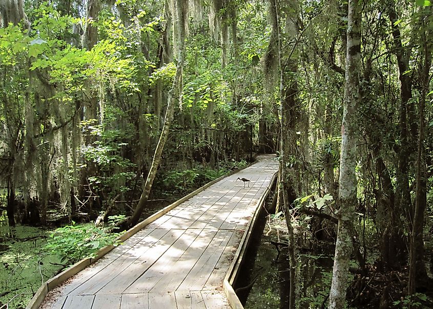 Boardwalk trail in Jean Lafitte National Historic Park.