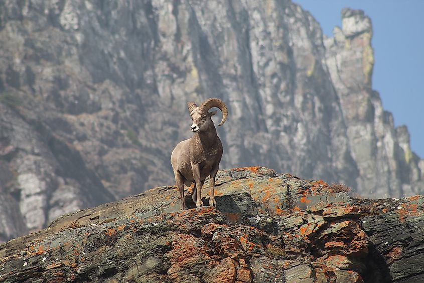 A Rocky Mountain Bighorn Sheep Posing on the Ledge
