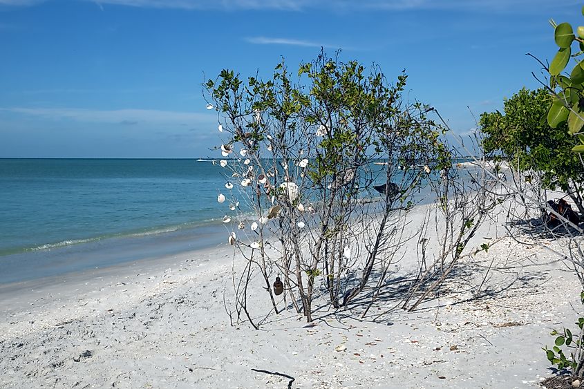 The undeveloped white-sand beach of Cayo Costa State Park, Florida.