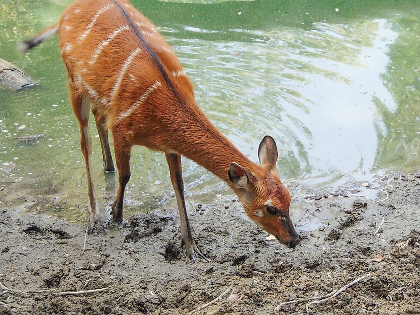 A Sitanuga, an aquatic antelope found near the Lake Cohoha area.