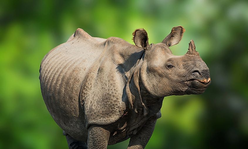 Javan Rhino critically endangered animal includes Red List of Threatened Species.