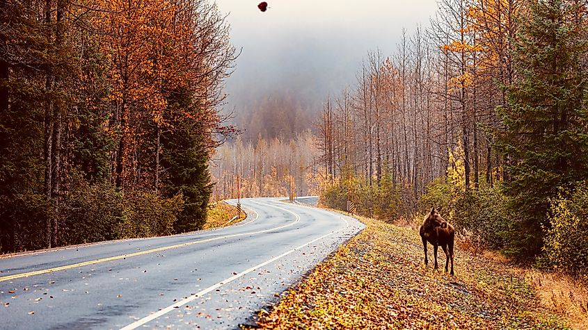 Kenai Fjords National Park, Alaska.