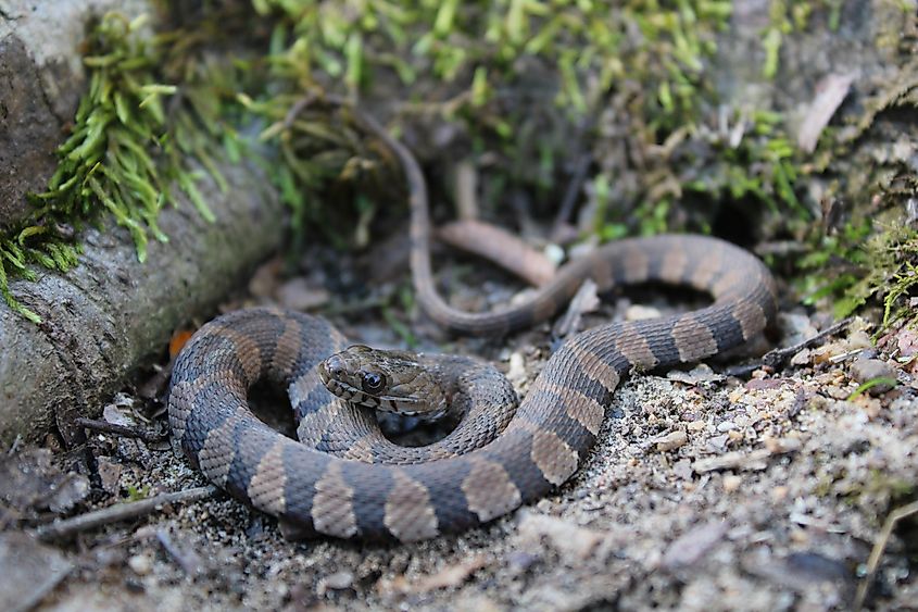 Juvenile (baby) midland water snake.